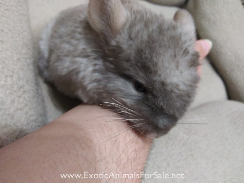 Chinchillas For Sale
