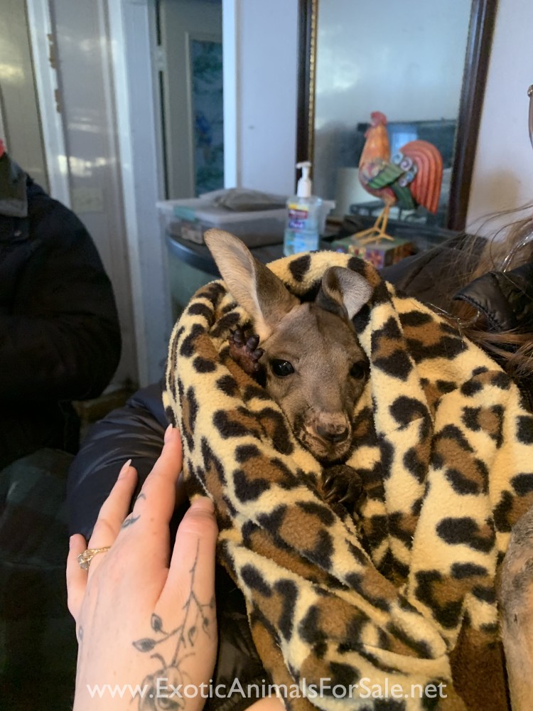 Kangaroos For Sale
