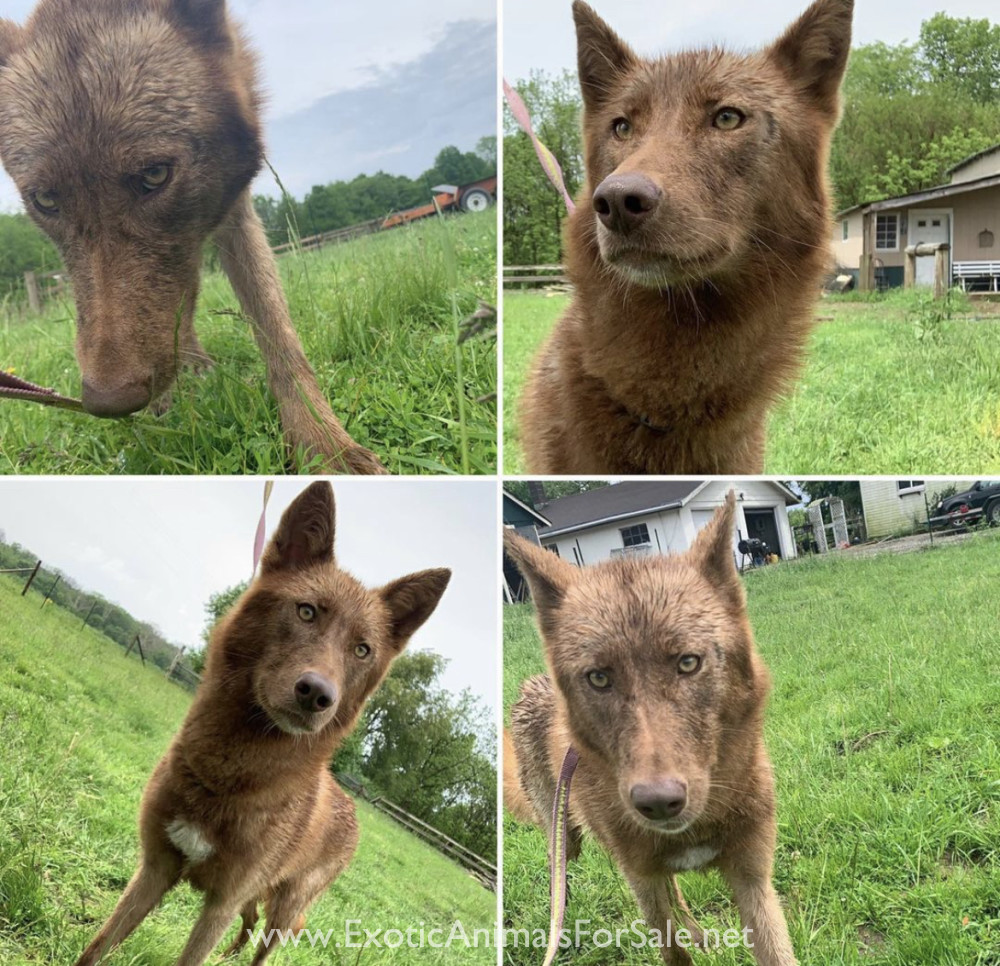 Male wolf hybrids for Sale