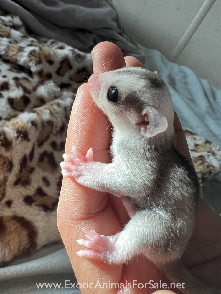 Sugar Glider Joeys for Sale