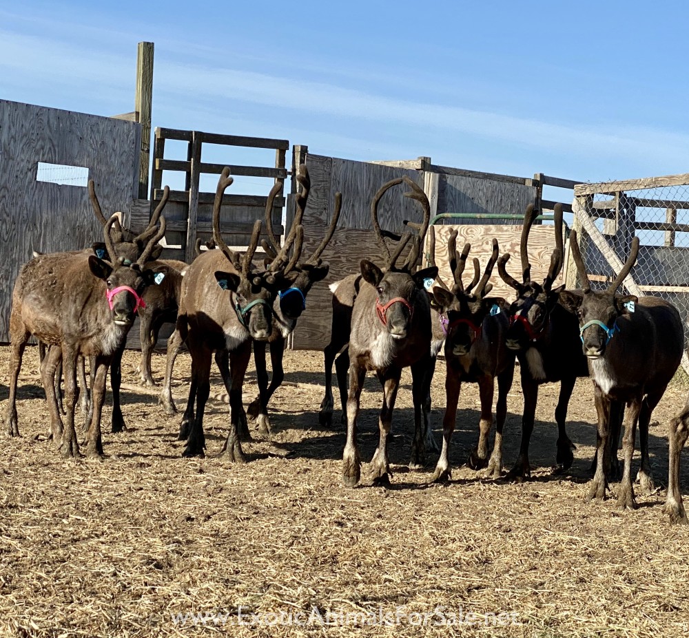 Reindeer Calves for Sale