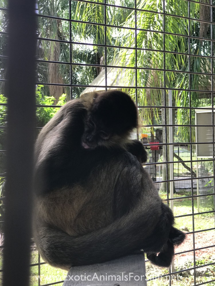 Adult pair spider monkeys for Sale