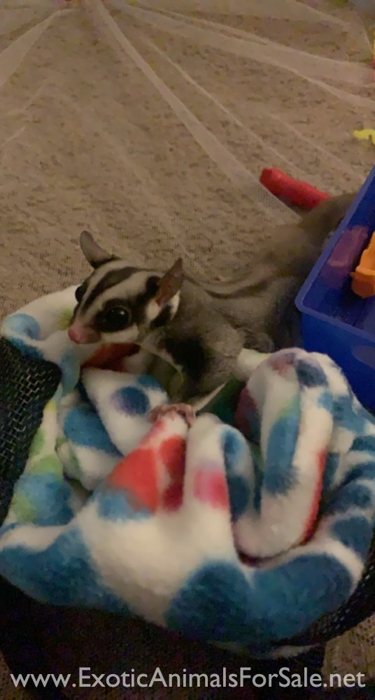Sugar Gliders for Sale