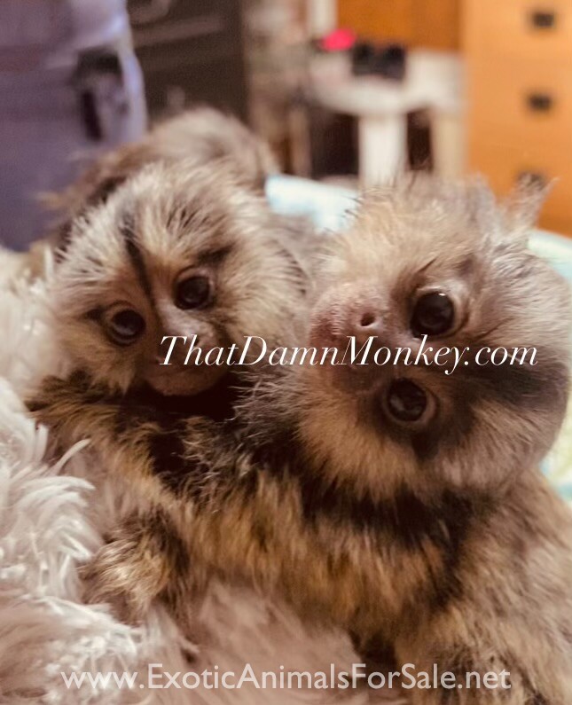 Marmoset monkey for Sale