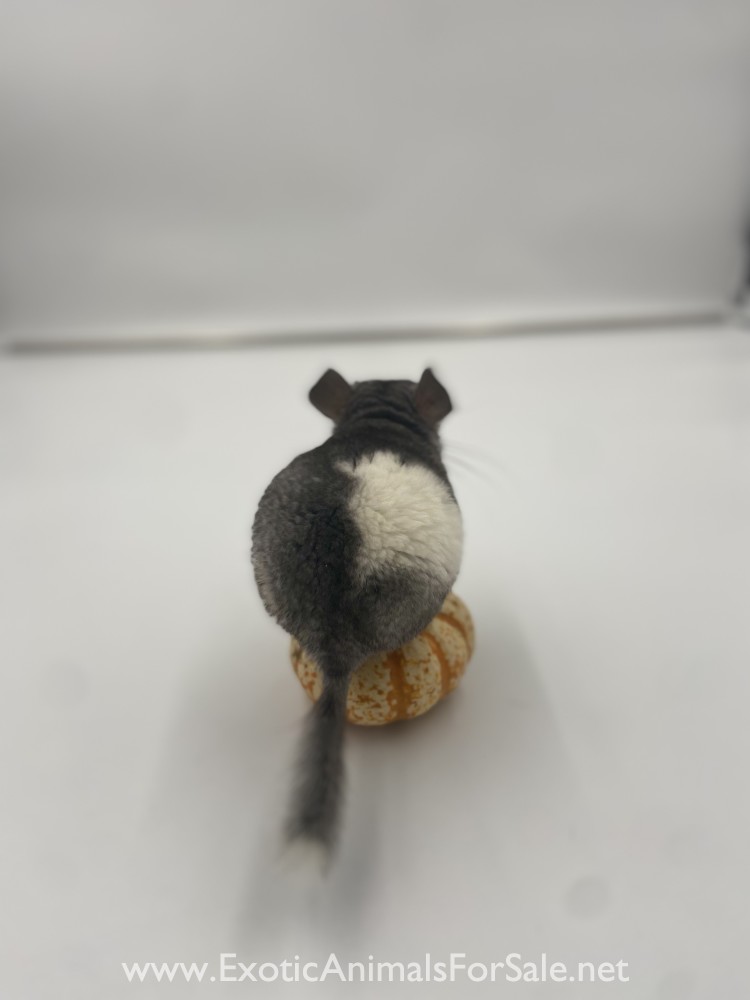 Mosaic Chinchilla ready for her forever home for Sale