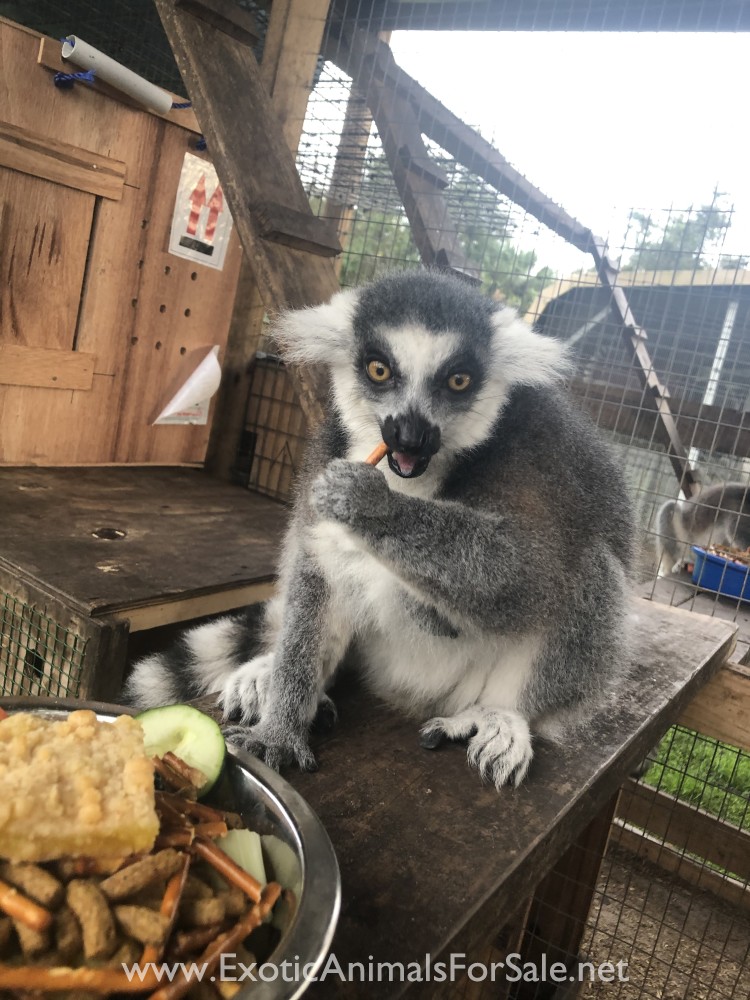 3 pairs of ringtail lemurs for Sale
