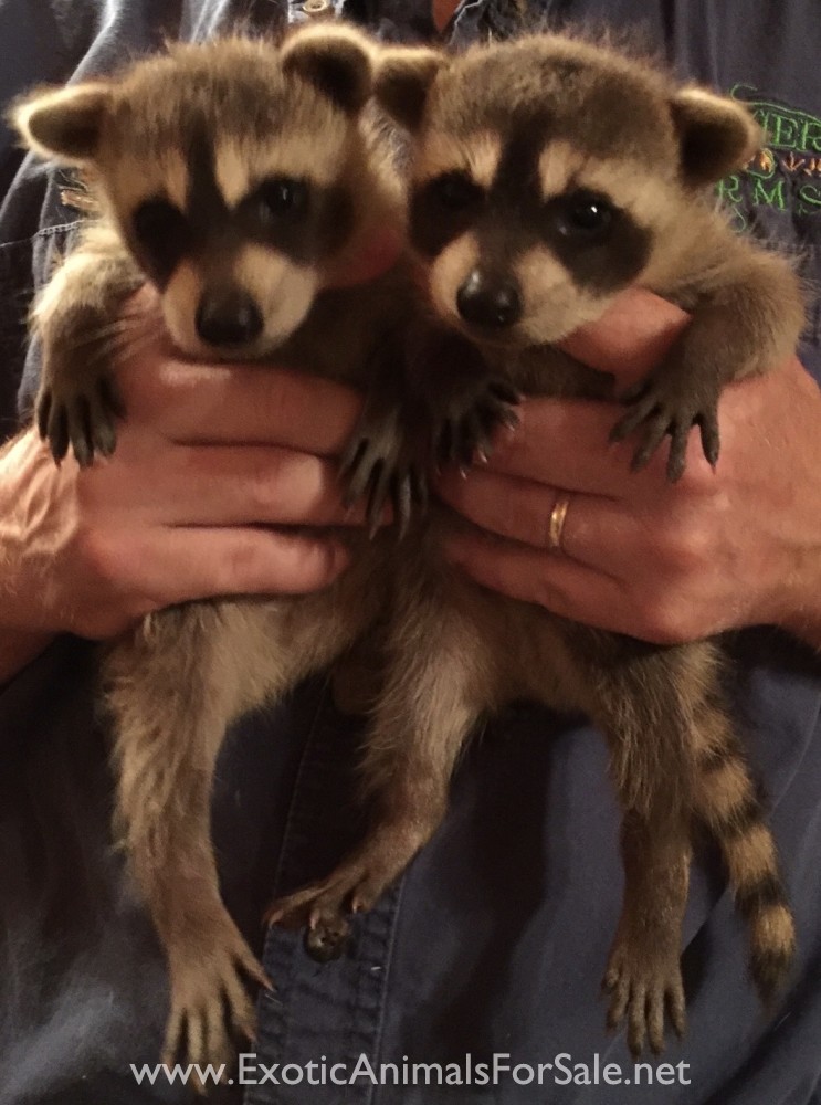 Raccoon Babies for Sale