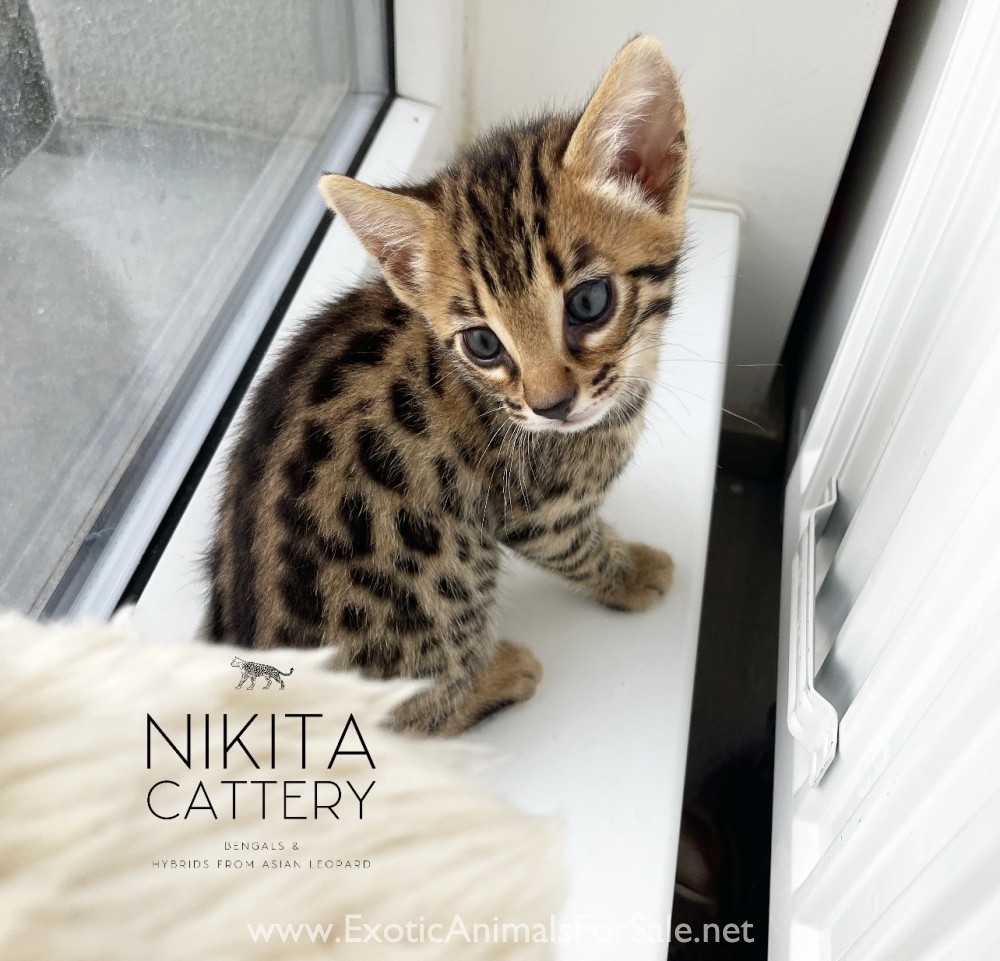 F2 hybrid cat Bengal G2 kittens, luxury pet EUROPE for Sale