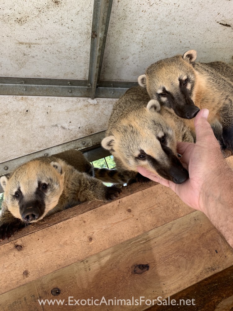 Mountain Coatimundi’s and Arctic Fox pair for Sale