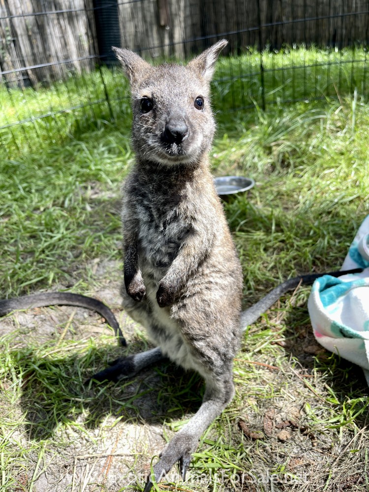 Wallabies For Sale