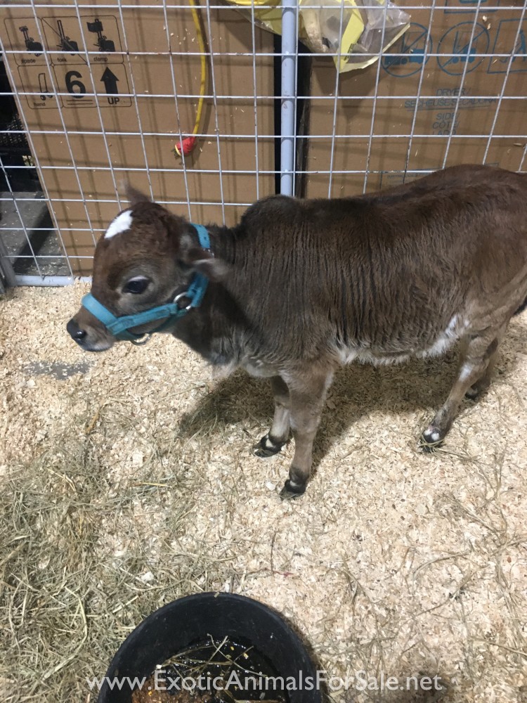 Zebu bull calf for Sale