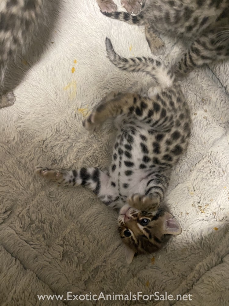 First generation bengal male (50 asian leopard cat) for Sale