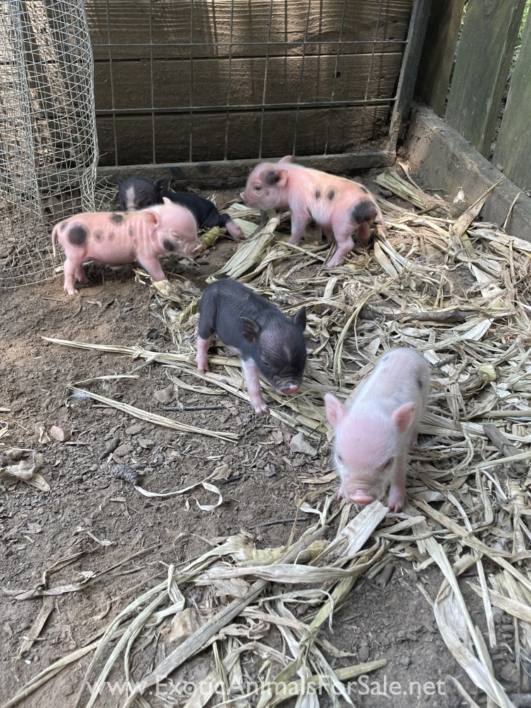 Mini pot belly pigs for Sale