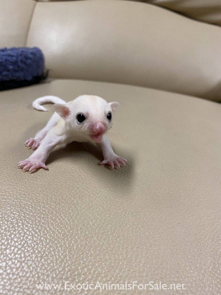 Baby sugar gliders here!! for Sale