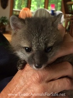 Baby Fox Pups for Sale