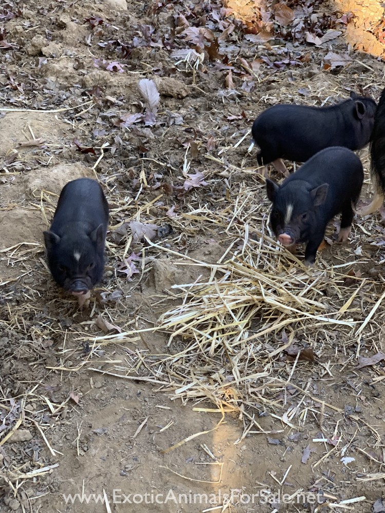 Mini pot belly pig for Sale