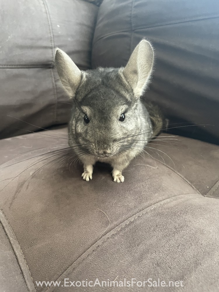 8 Month Old Standard Grey Male Chinchilla for Sale