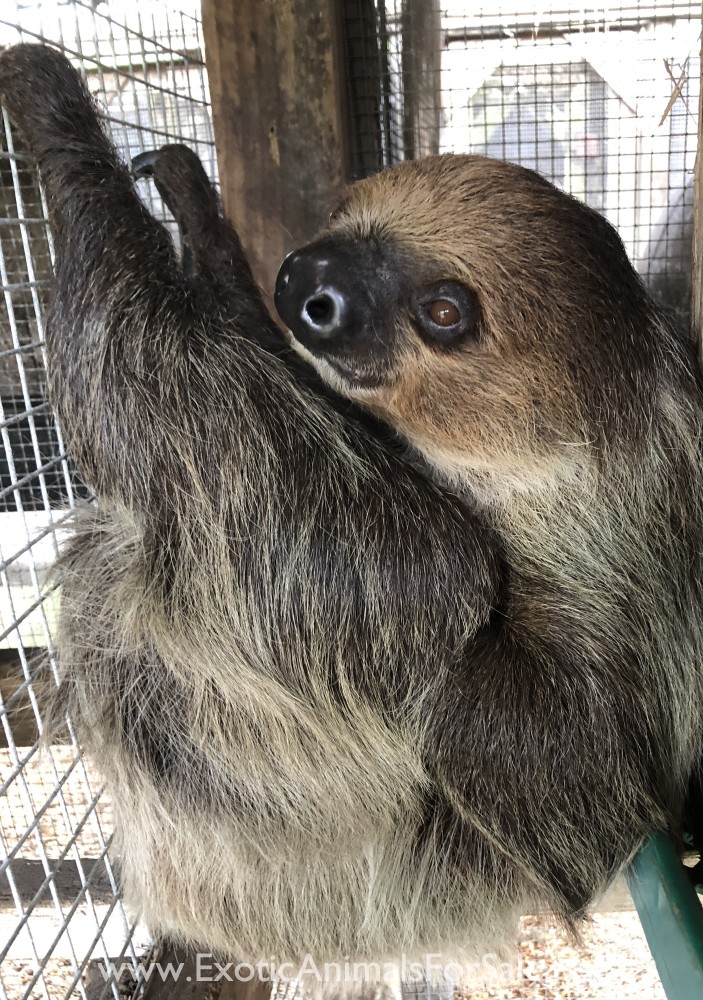 Sloths for Sale for Sale
