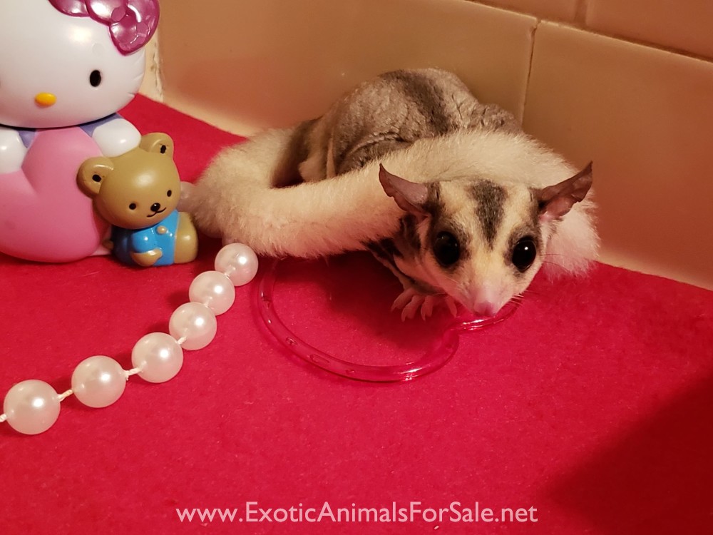 Sugar Glider Joey for Sale