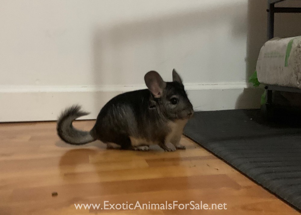 Chinchillas For Sale