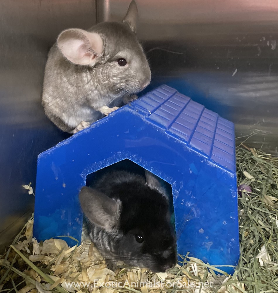 Chinchillas For Sale