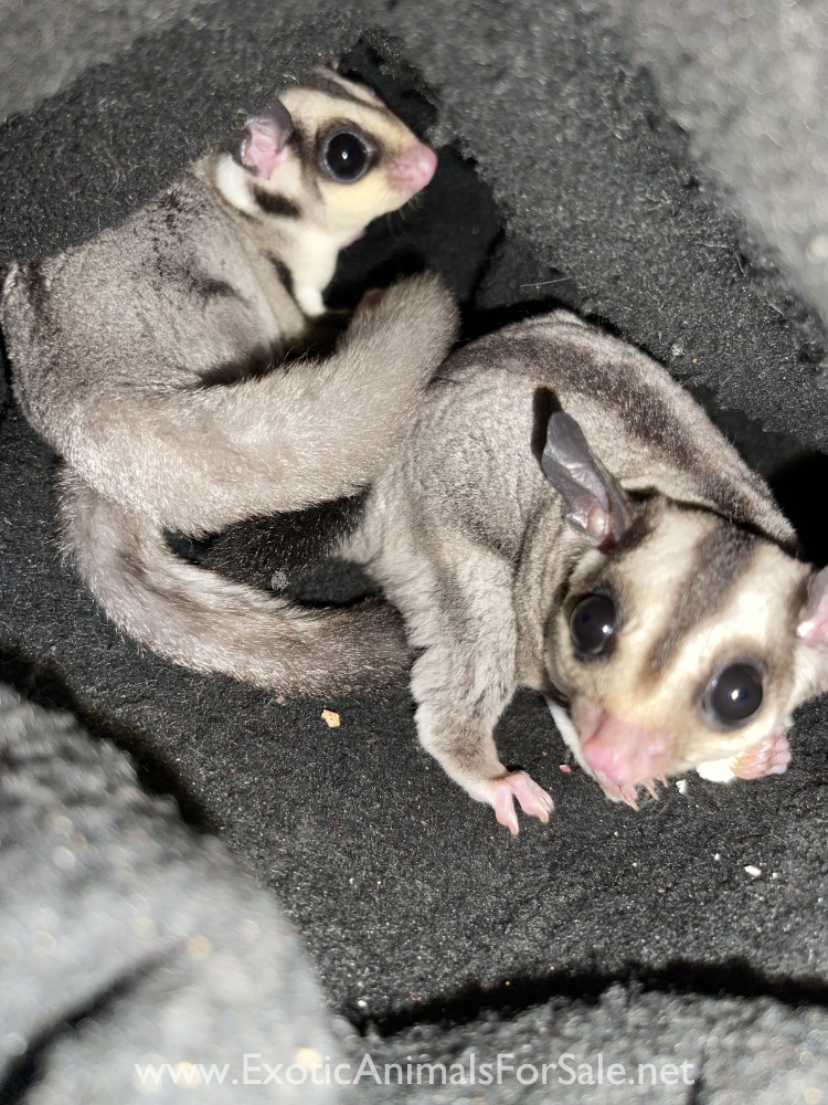 2 Sugar Glider Joeys! for Sale