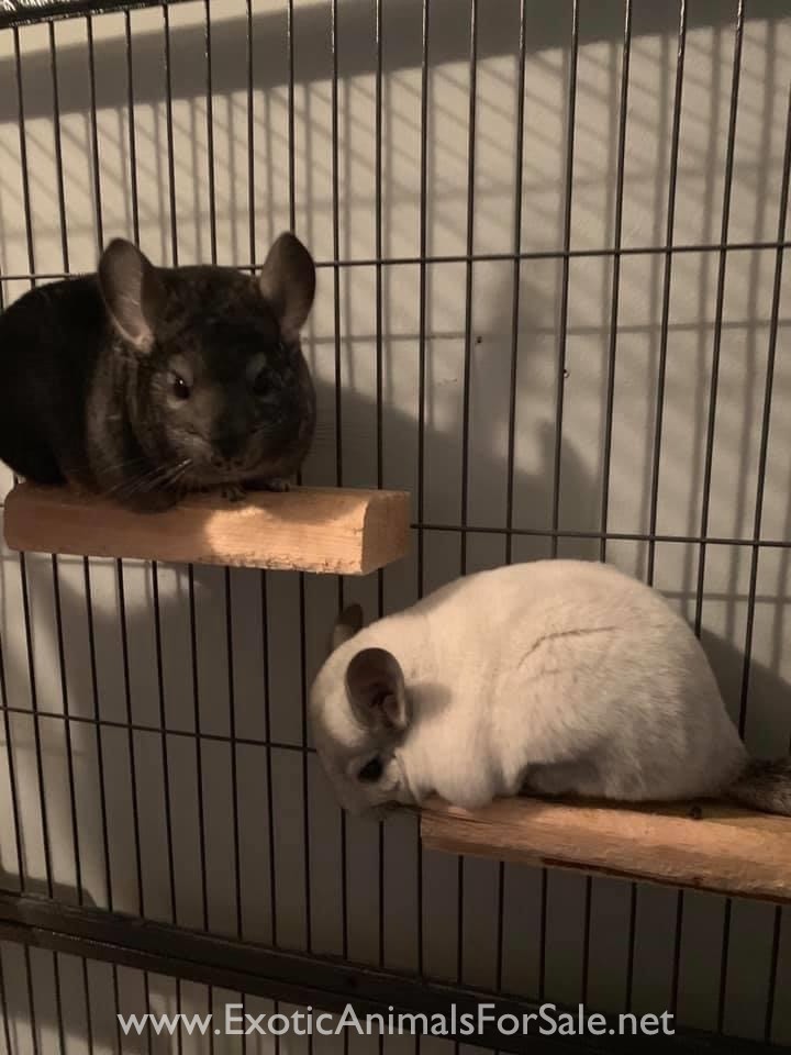 Two female Chinchillas and their cage for Sale