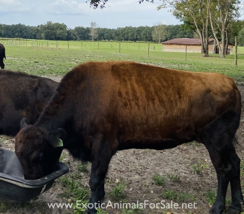 Beefalo cow for Sale