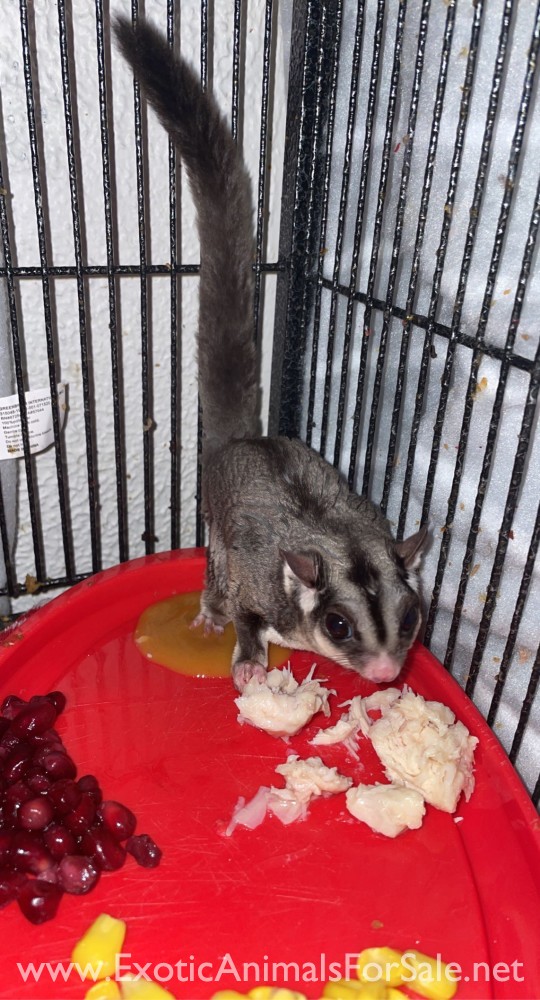 Sugar gliders for Sale