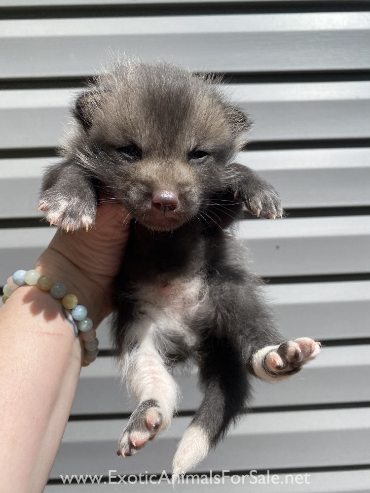Red Fox Kits for Sale
