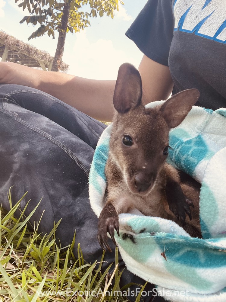 Wallabies For Sale