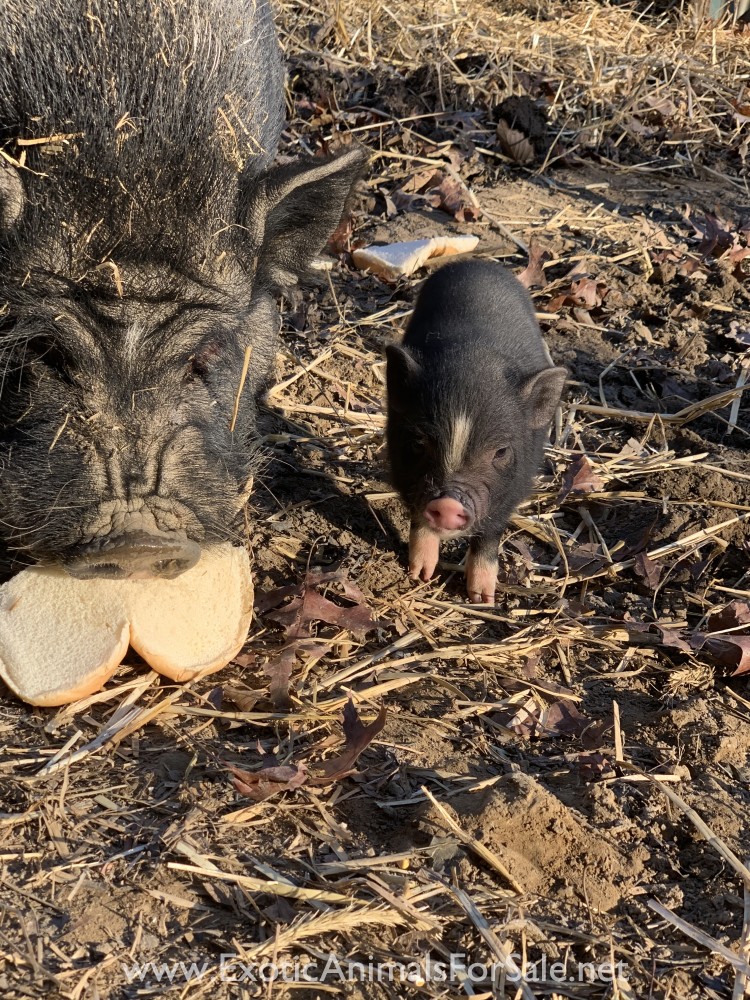 Mini pot belly pig for Sale