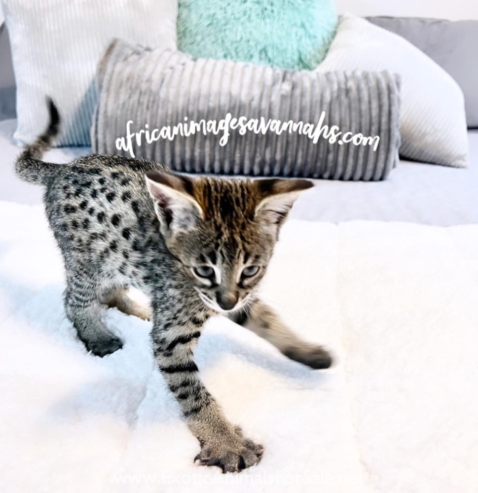 F2 Savannah Cat for Sale