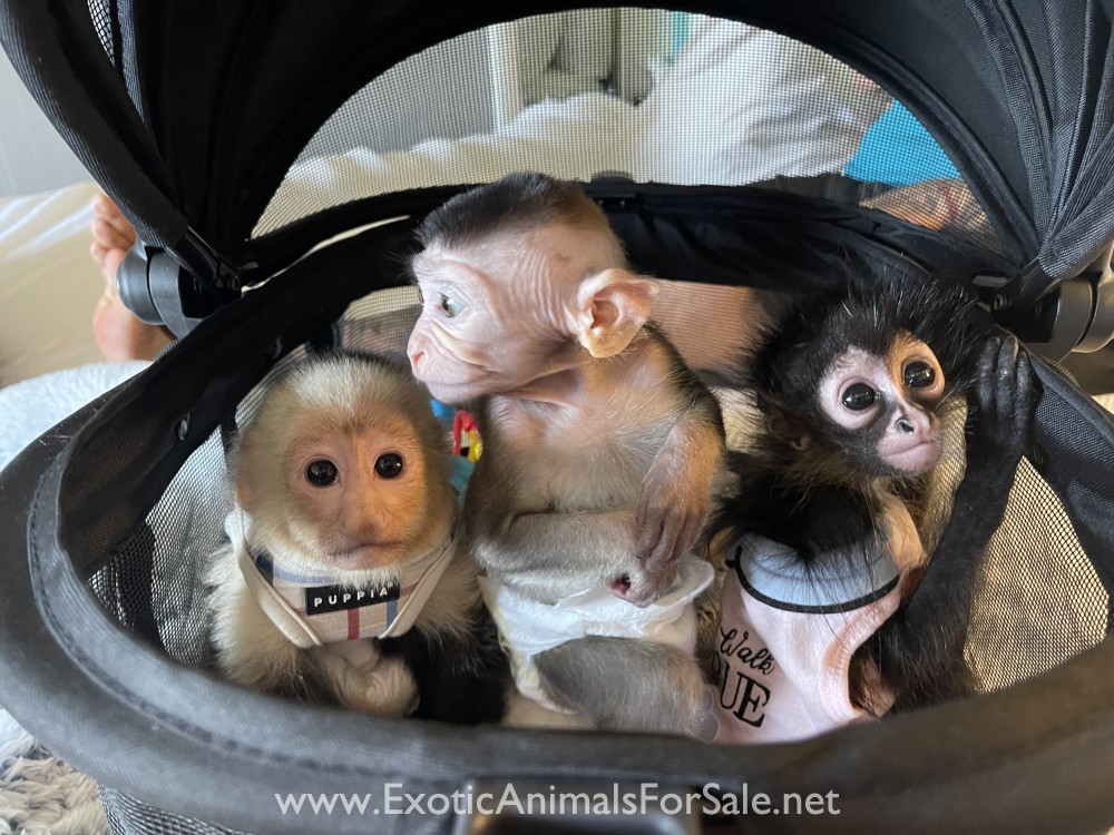 Spider monkey baby girl for Sale