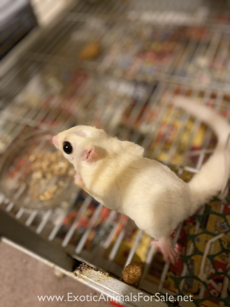 Sugar glider breeder pair for Sale