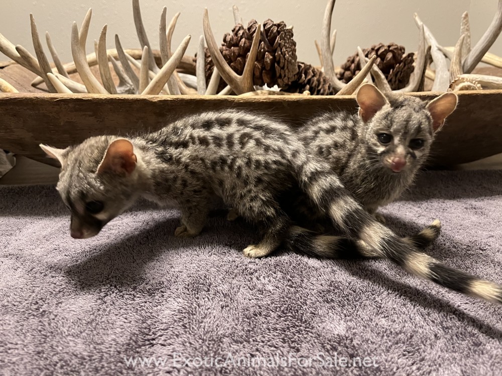 Small Spotted for Sale