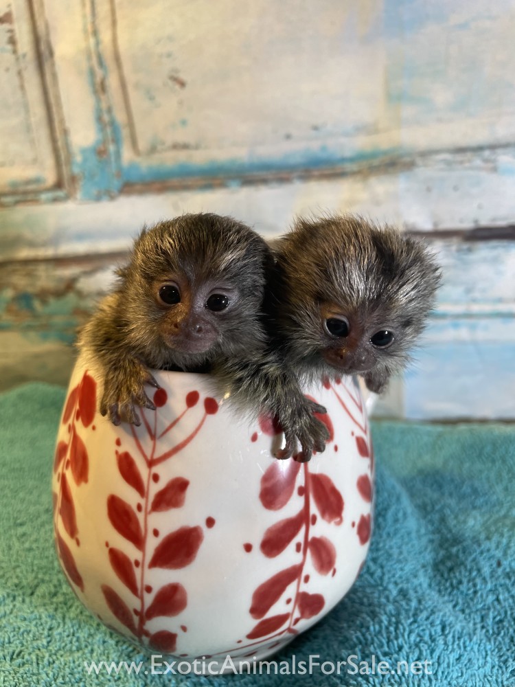 Baby Marmoset Monkeys Available for Sale