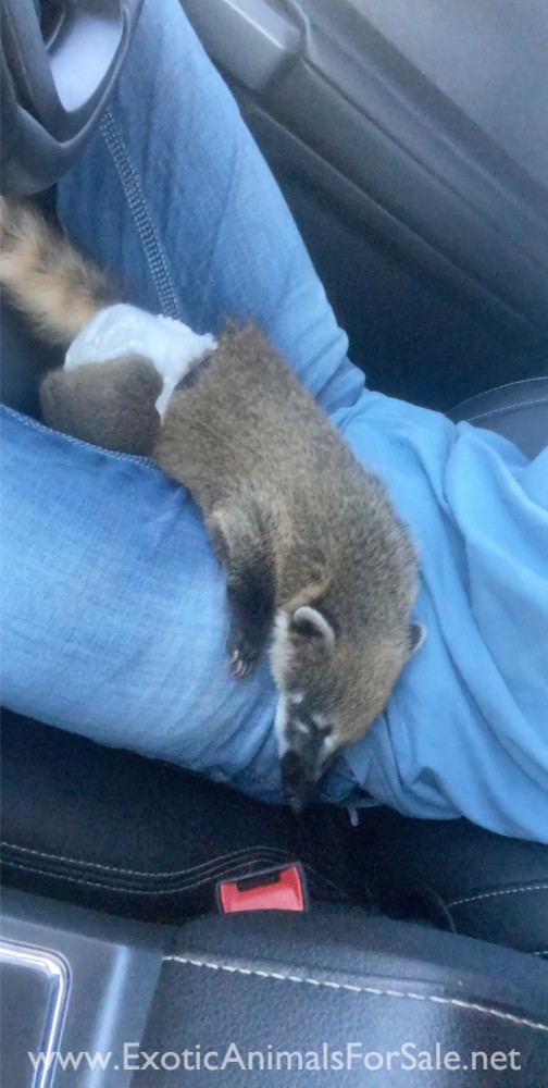 Pair of in related coatimundi’s for Sale