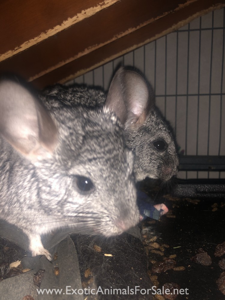 3 Chinchillas and cage for sale for Sale