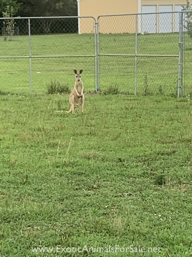 Kangaroos For Sale