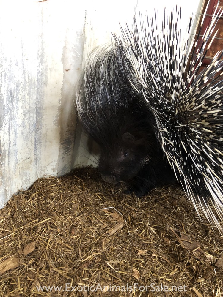 African crested porcupine for Sale