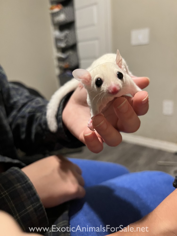 Leucistic Sugar Glider Joeys for Sale w/Lineage for Sale