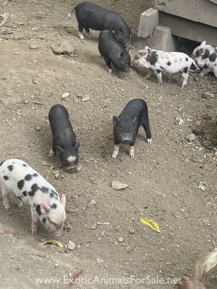 Baby pot belly pigs for Sale