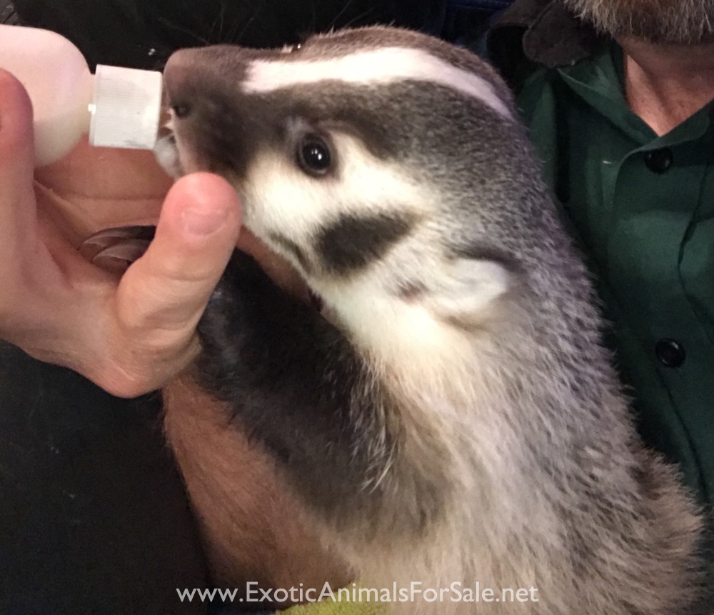 North American Badger Babies for Sale