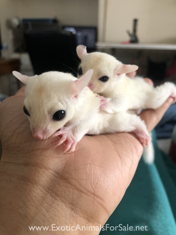 Sugar Gliders for Sale