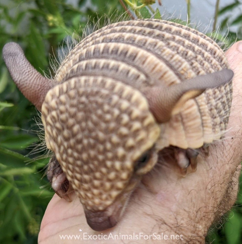 Armadillos For Sale