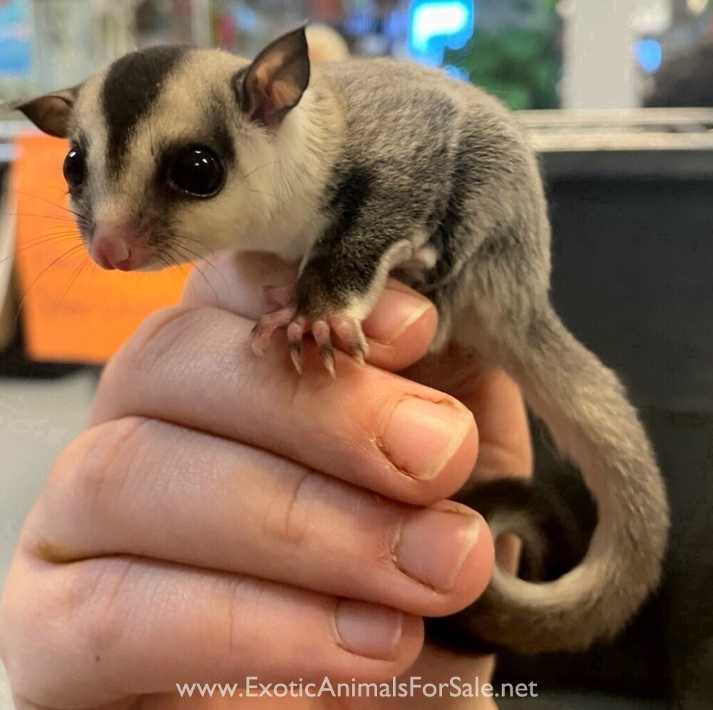Sugar glider for sale near me – Find trusted breeders and learn how to care for your new pet