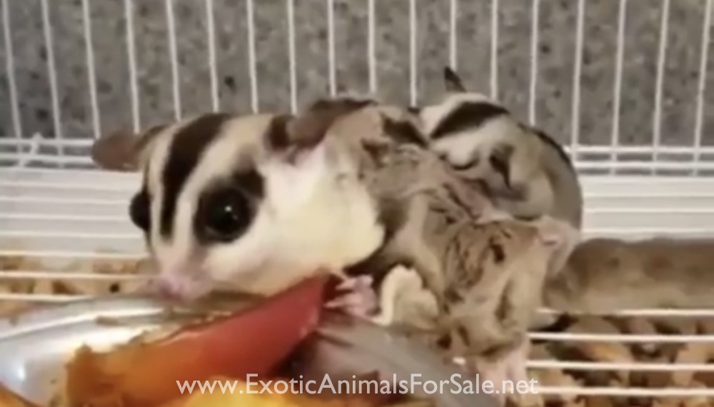 Sugar gliders for Sale