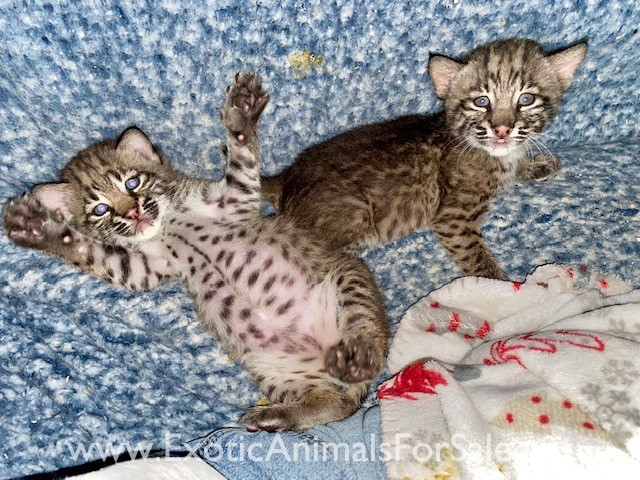 Bobcat kittens for Sale