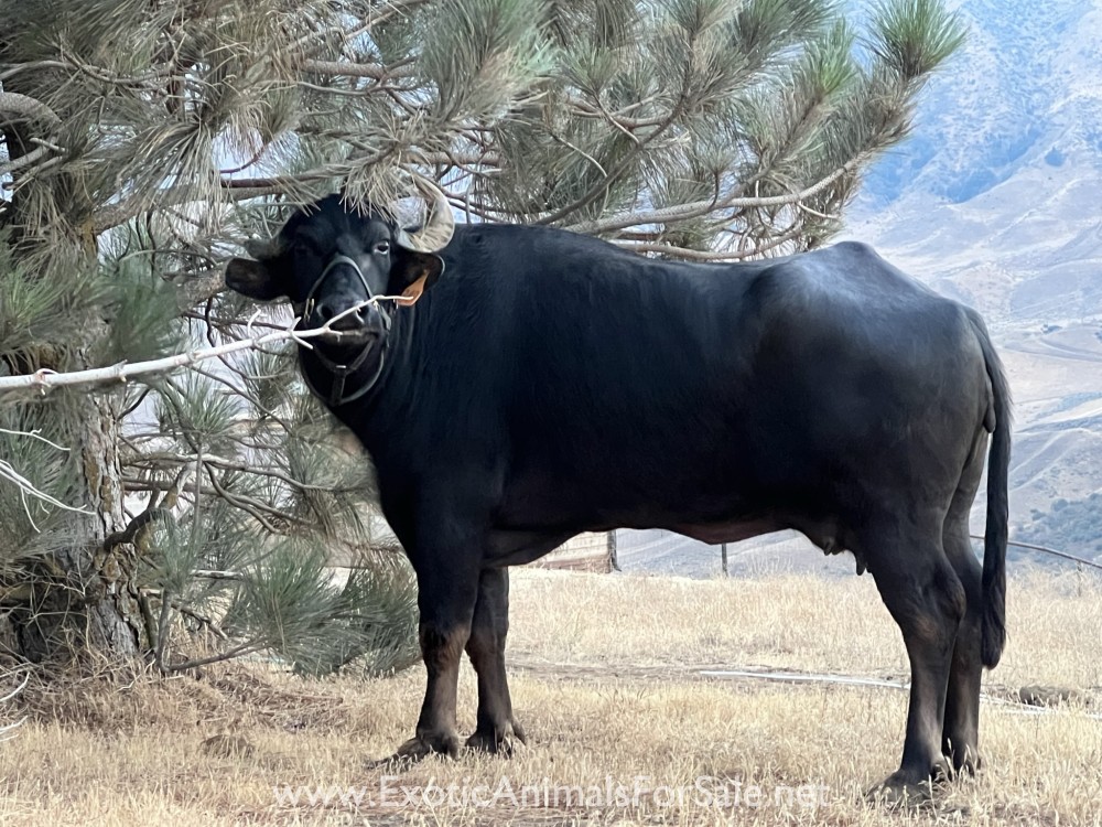(SOLD)Milking water buffalo for Sale